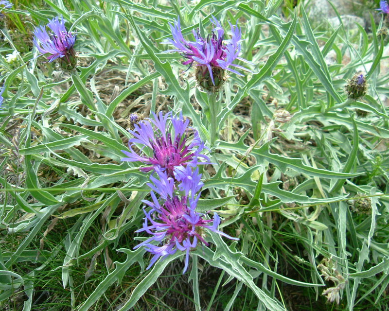 Centaurea: 4 specie